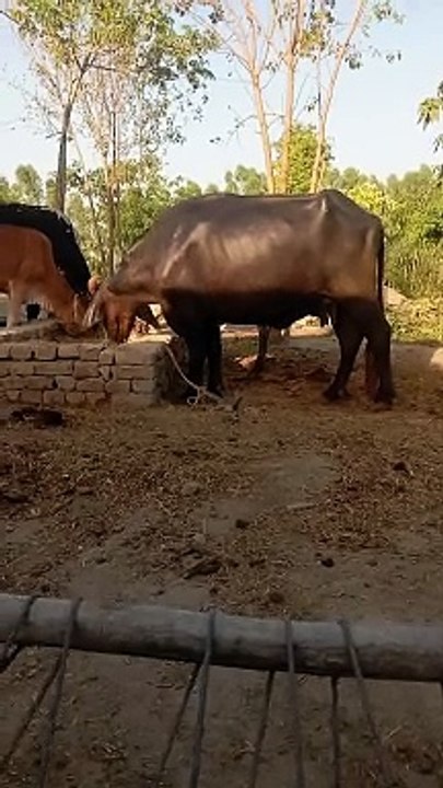 Orignal home