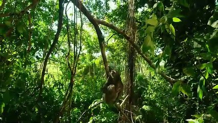 'Amazon Adventure' - Tráiler Oficial