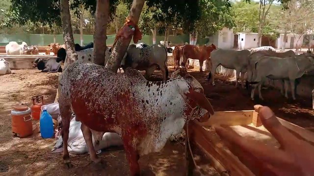 Malir mandi Karachi Latest update 8 june 2024||Karachi Malir mandi 2024||Bakra Eid Season 2024