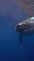 Rare North sea Creatures caught camera