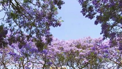 عشق کا آئینہ | سوزِ وجد (Ishq Ka Aina | Soooz-e-Wajd)