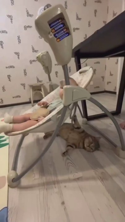 Cat funny videos 2024