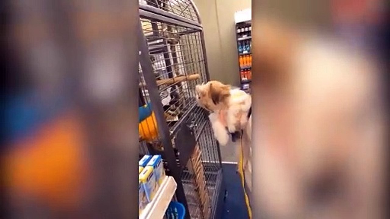FUNNY ANIMALS VIDEO FUNNY ANIMALS