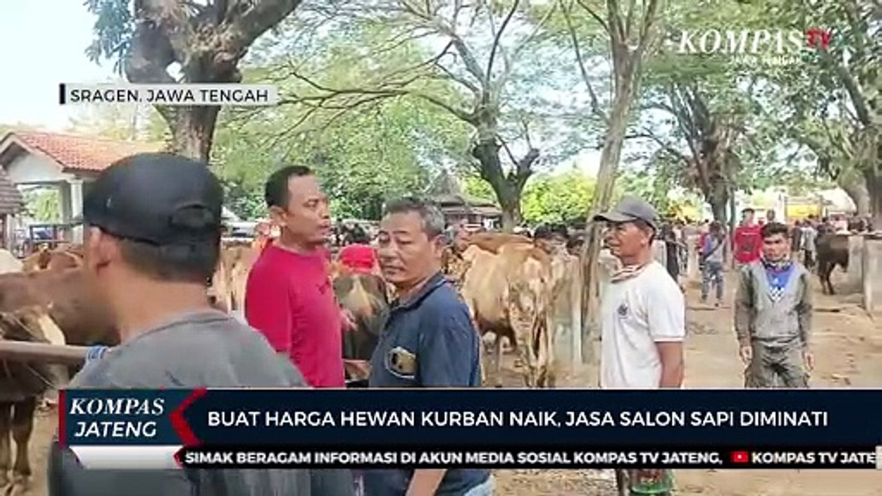 Buat Harga Hewan Kurban Naik, Jasa Salon Sapi Diminati