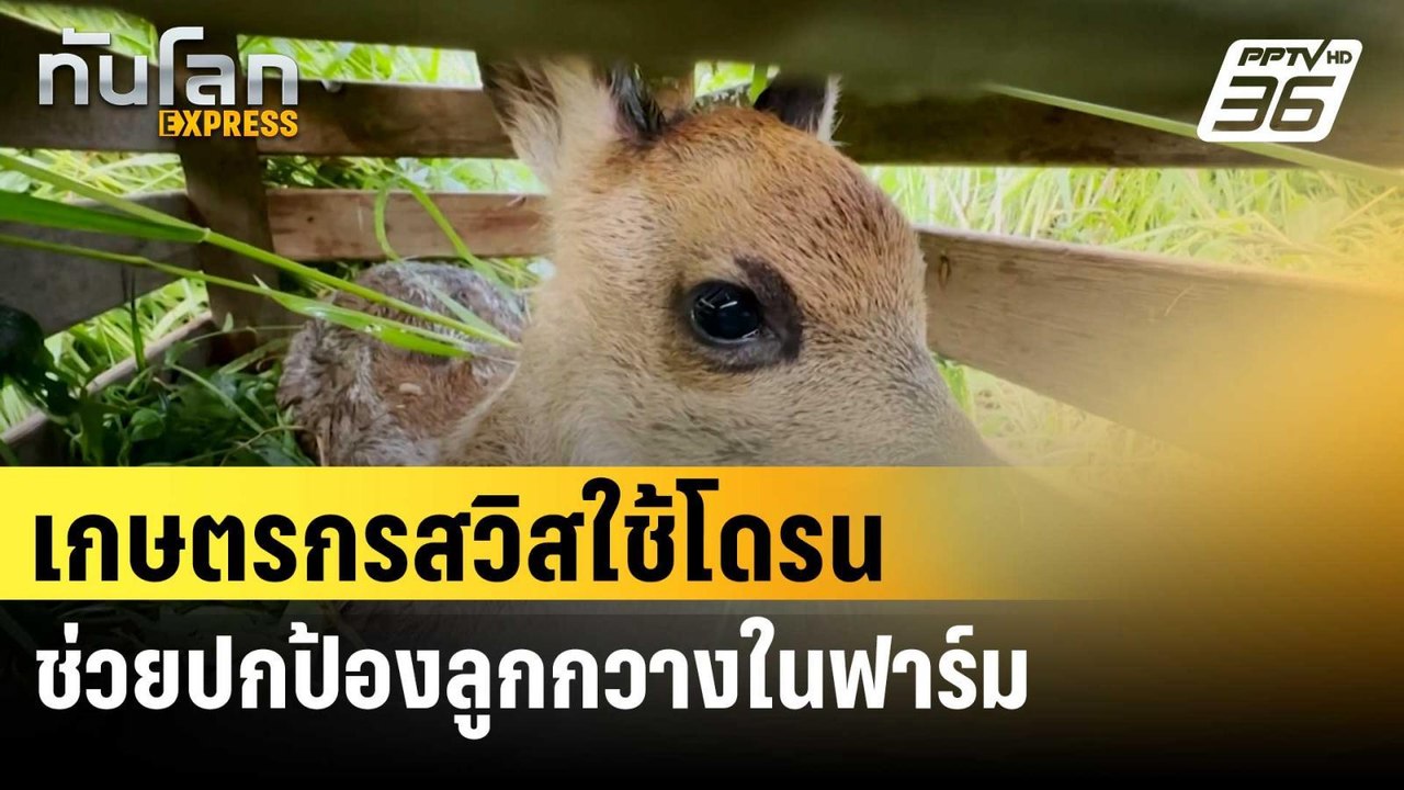 เกษตรกรสวิสใช้โดรนช่วยปกป้องลูกกวางในฟาร์ม | ทั...