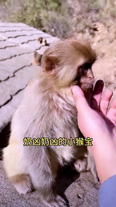 The little Sambo is so cute. The monkey turned into a sperm. Please donât imitate the dangerous mov