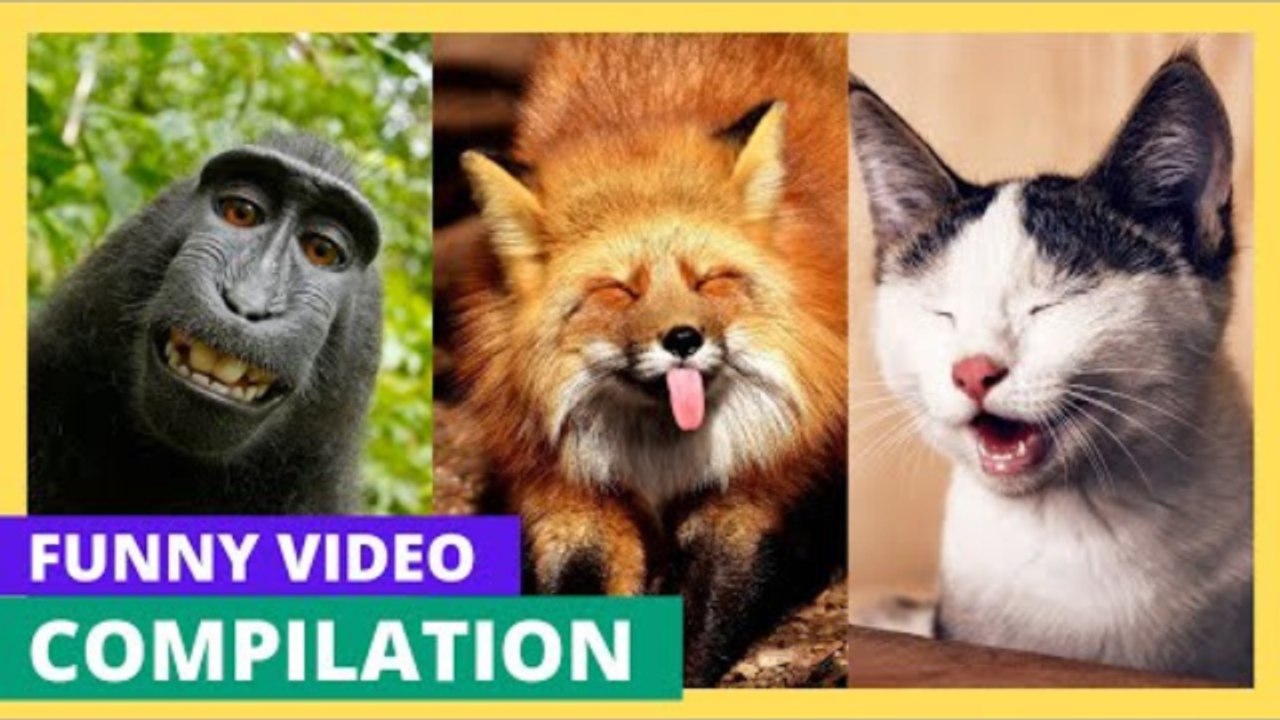 Funny & Hilarious Video People's - Videos 2024 - Try Not To Laugh Funny