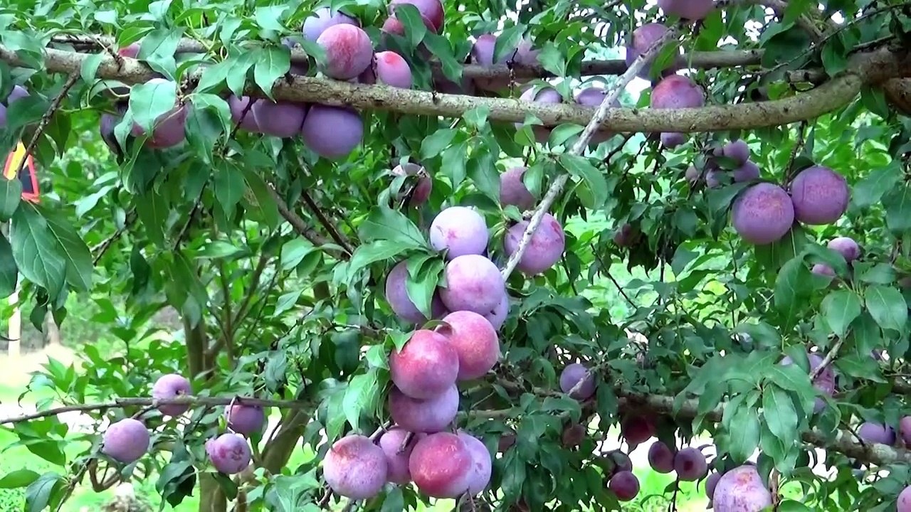 Phim ngắn Ông Sáu PYROLAX 250EC Siêu Xanh Lá - Siêu To Quả