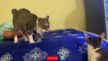 Cats play ball 2024,so lovely                                                       #kitten #funny