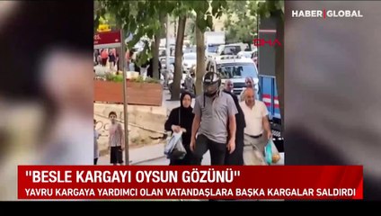 Yavru kargaya yardımcı olan vatandaşlara başka kargaların saldırdığı anlar güldürdü