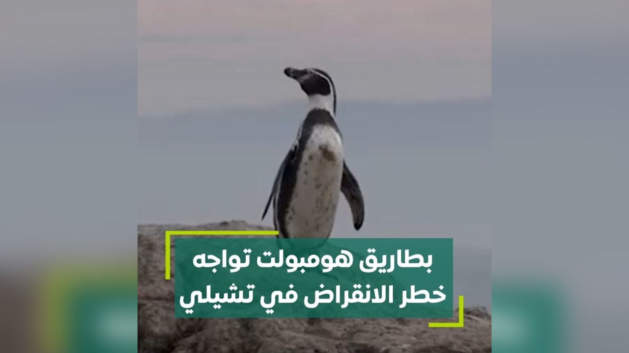 بطاريق هومبولت تواجه خطر الإنقراض في تشيلي