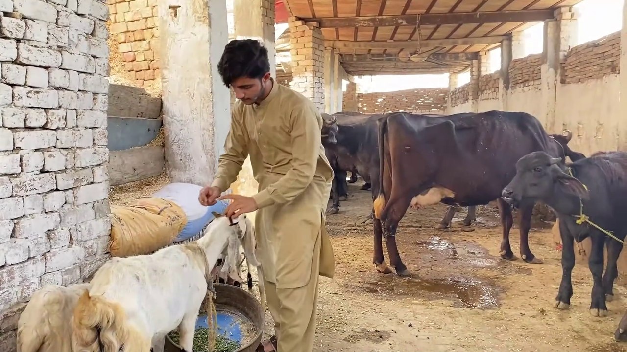 Bakri Hui Bemar ｜New Hindi Story 2024｜ Hindi Story 2024 Dailymotion | New Dailymotion Video 2024  | Moral Story ｜｜ BWP Royals
