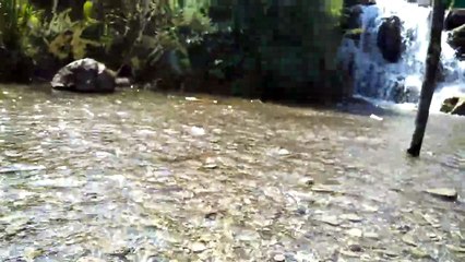 Clear water so cool #shorts #viral #trending #foryou #tiktok #delicious #gaming #reels#dailymotion #France #Pakistan #Algeria #India #USA #Iran #entertainment #tour #fun