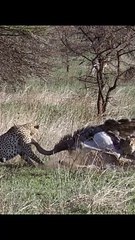 Two Cheetahs  Vs  Ostrich | Leopard Attack On Ostrich | World Animal