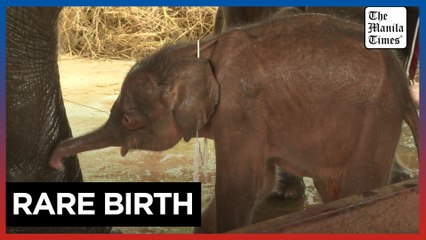 Rare elephant twins born in dramatic birth in Thailand