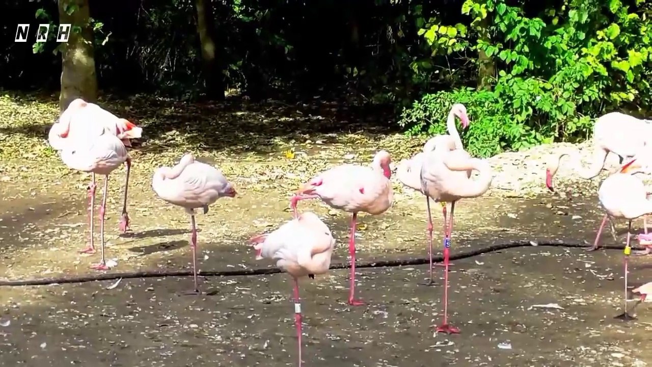 Relaxing film "Soothing Relaxation -5"  with beautiful nature, birds, flowers, peaceful animals and mind blowing stress relief relaxing music.