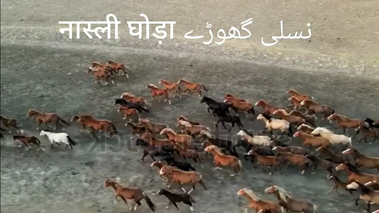 नस्ली गोरो काय शौकीन याए विदो ऐक बार जरूर देखें और लाइक करें .. शुकेरिया