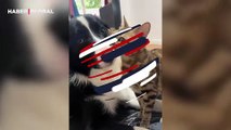 Sahibine poz verirken köpeği ısıran kedinin hareketleri kahkahaya boğdu