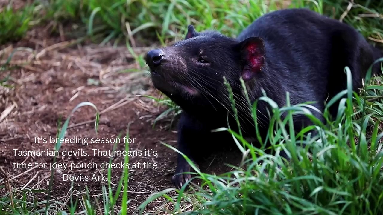 Aussie Ark devils breeding