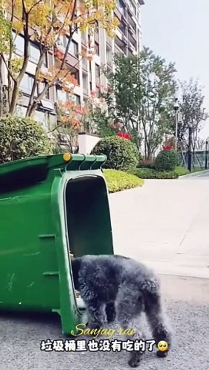 comedy reels video shortsvideo Dailymotion popular fact viral facebookreels