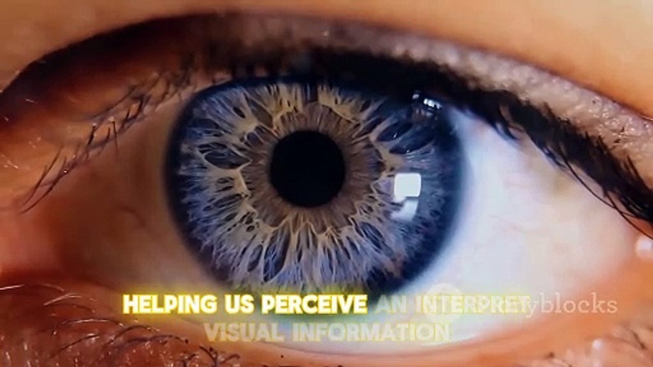 Parts of body | Human Body