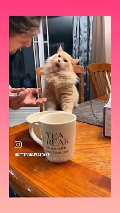 मजेदार वीडियो बिल्ली आइसक्रीम खा रही है funny video cat eat ice cream #short video