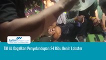 TNI AL Gagalkan Penyelundupan 24 Ribu Benih Lobster