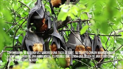 Si te gusta el arroz o el aguacate, deberías querer salvar a los murciélagos