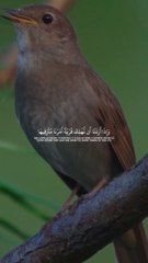 Beautyfull bird and tilawat.e. Quran bast vedio english translate