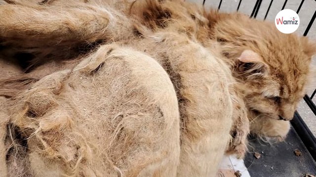 Sie finden eine streunende Katze mit imposantem Fell: Wenige Monate später ist sie nicht mehr wiederzuerkennen