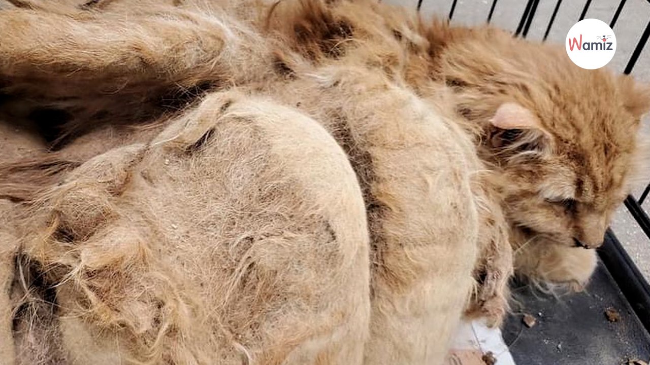 Sie finden eine streunende Katze mit imposantem Fell: Wenige Monate später ist sie nicht mehr wiederzuerkennen