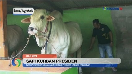 Penampakan Satrio Bimo, Sapi Kurban Jokowi Bobot Nyaris 1 Ton dari Bantul