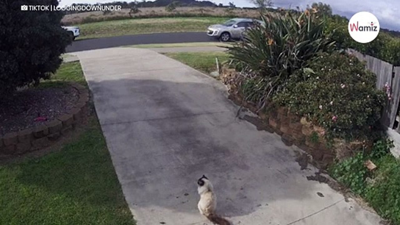 Katzenbesitzer schaut aus dem Fenster und versteht, dass er jetzt ganz schnell handeln muss