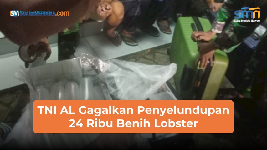 TNI AL Gagalkan Penyelundupan 24 Ribu Benih Lobster