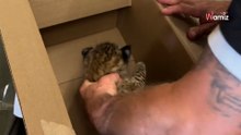 Myślał, że ratuje porzuconego kociaka. Dopiero w schronisku otworzył oczy (video)