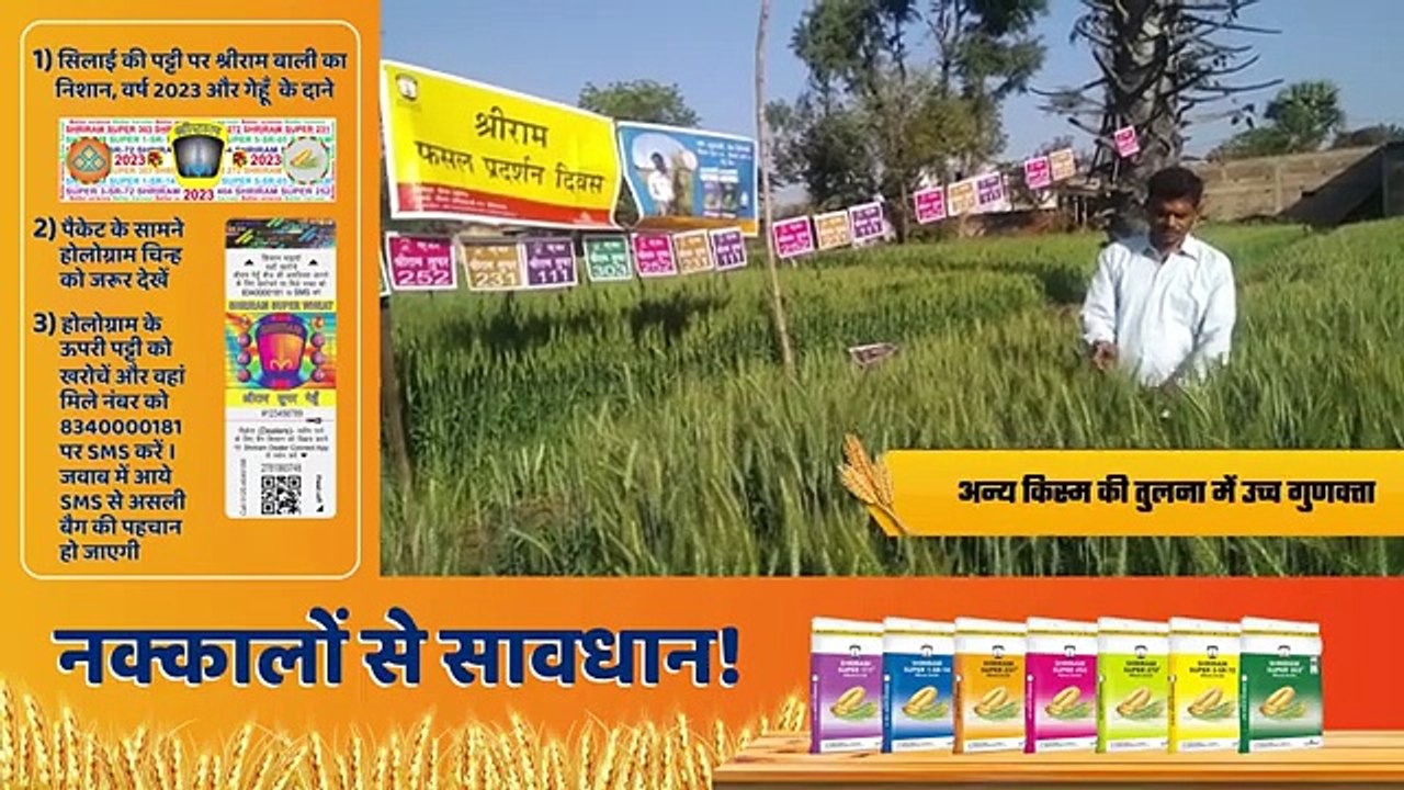Elevate Your Wheat Yield with Shriram Super 111 Seeds