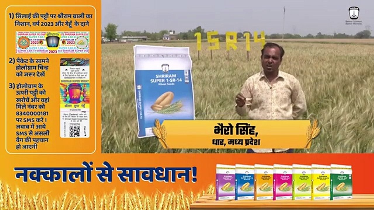 Cultivate Success with Shriram Super 1-SR-14 Wheat Seeds