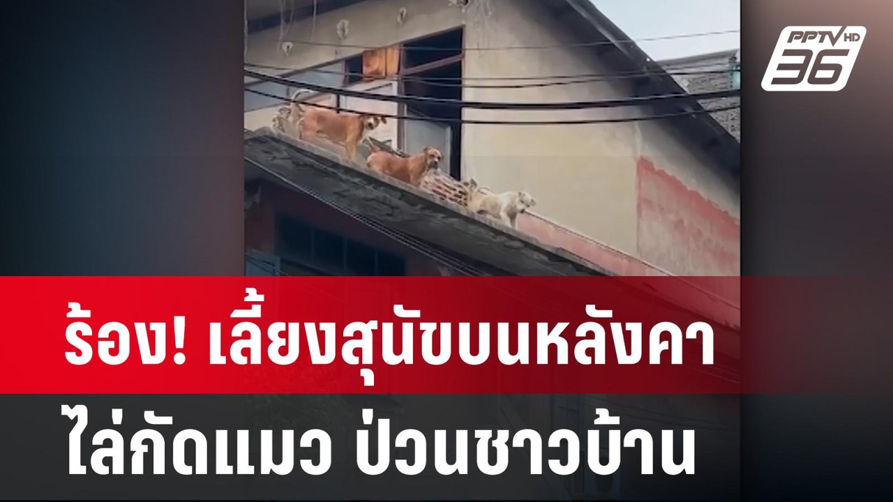 ร้อง! เลี้ยงสุนัขบนหลังคา ไล่กัดแมว ป่วนชาวบ้าน...