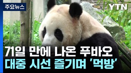 푸바오 71일 만에 공개...관람객 시선 즐기며 '폭풍 먹방' / YTN