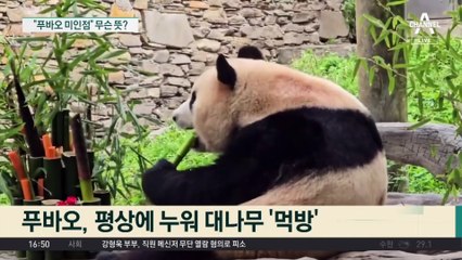 푸바오 70일 만에 공개…“탈모 아닌 미인점” 무슨 뜻?