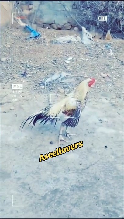 Aseel java