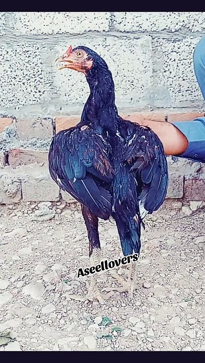 Mushka Patha Aseel