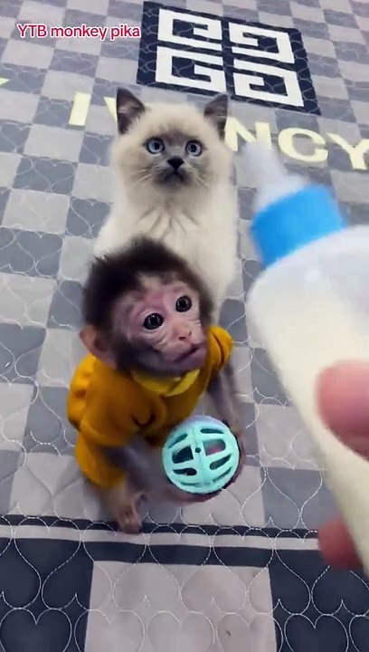 Monkey feeding milk with feeder