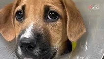 Spodziewali się radości, tymczasem adoptowany ze schroniska pies reaguje zupełnie inaczej (video)