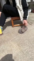 #cat #cats #catshorts #catvideos #catlovers #catsofinstagram #catsoftiktok Cat Hiding Place