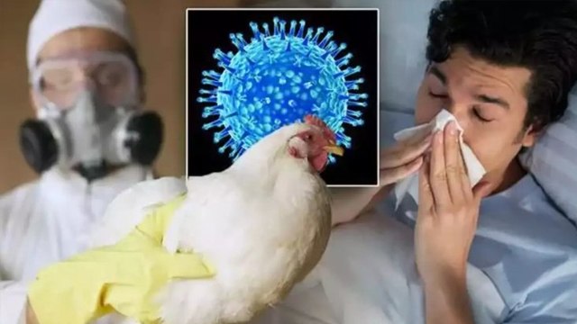 Bird Flu Human India News Today: WHO Confirms भारत में इंसान को बर्ड फ्लू,Reason,Symptom &Treatment