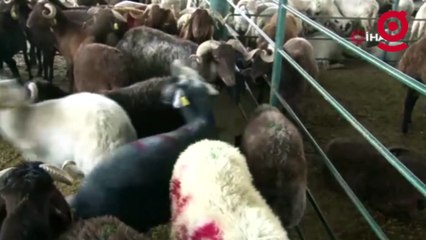 Eskişehir'de hayvan pazarına giden şaşkına dönüyor... 3, 4 hatta 5 boynuzlu koç bile var