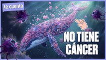 LOS ANIMALES MÁS GRANDES NO TIENEN CANCER  ¿Nos podemos beneficiar?