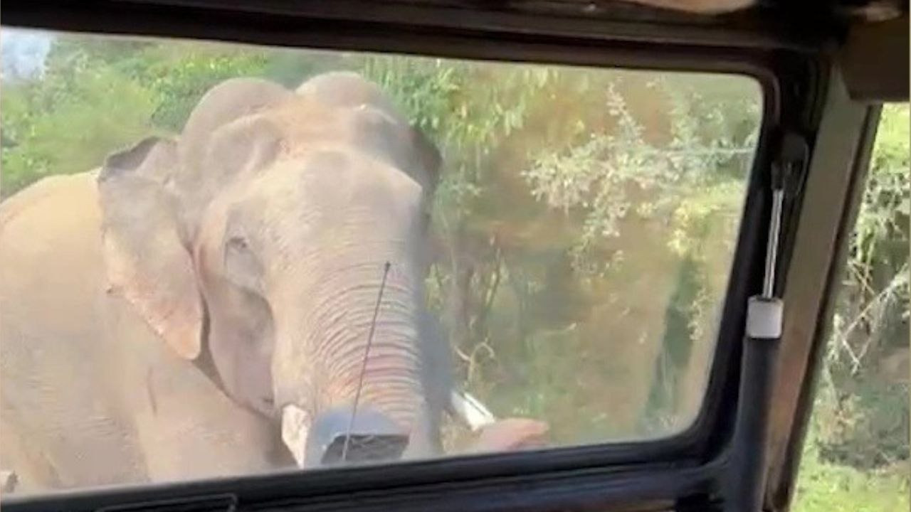 Elefant erschreckt touristen - er stöbert in ihrem jeep nach einem snack