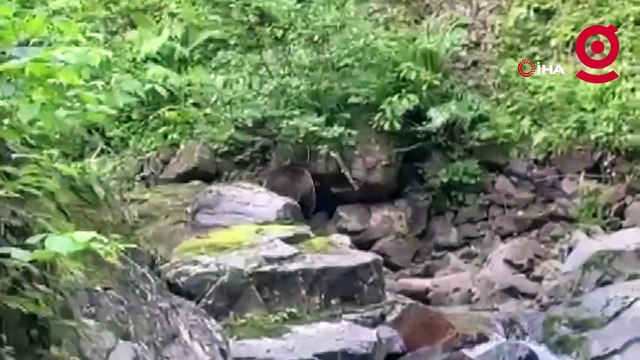 Balık tutmaya gittiği derede ayı ile karşılaştı, neye uğradığını şaşırdı